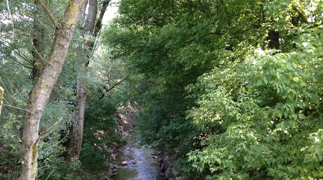La Sereine peu avant son embouchure.