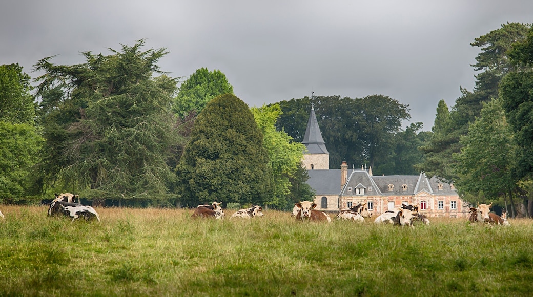 Cows grazing in the garden of a castle