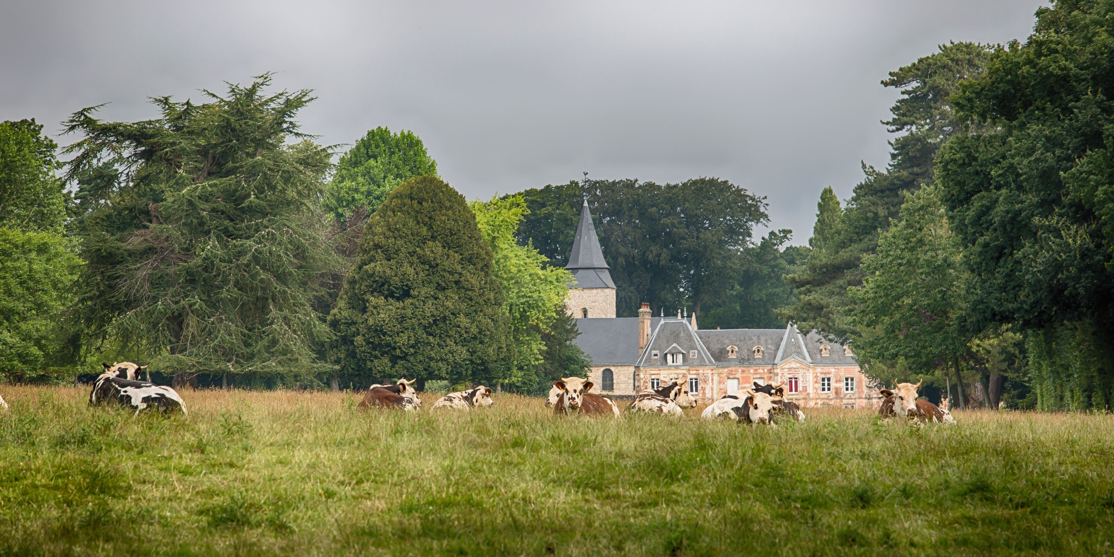A field of cows in a rural setting with a church and a stone building in the background.