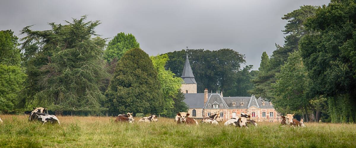 A field of cows in a rural setting with a church and a stone building in the background.