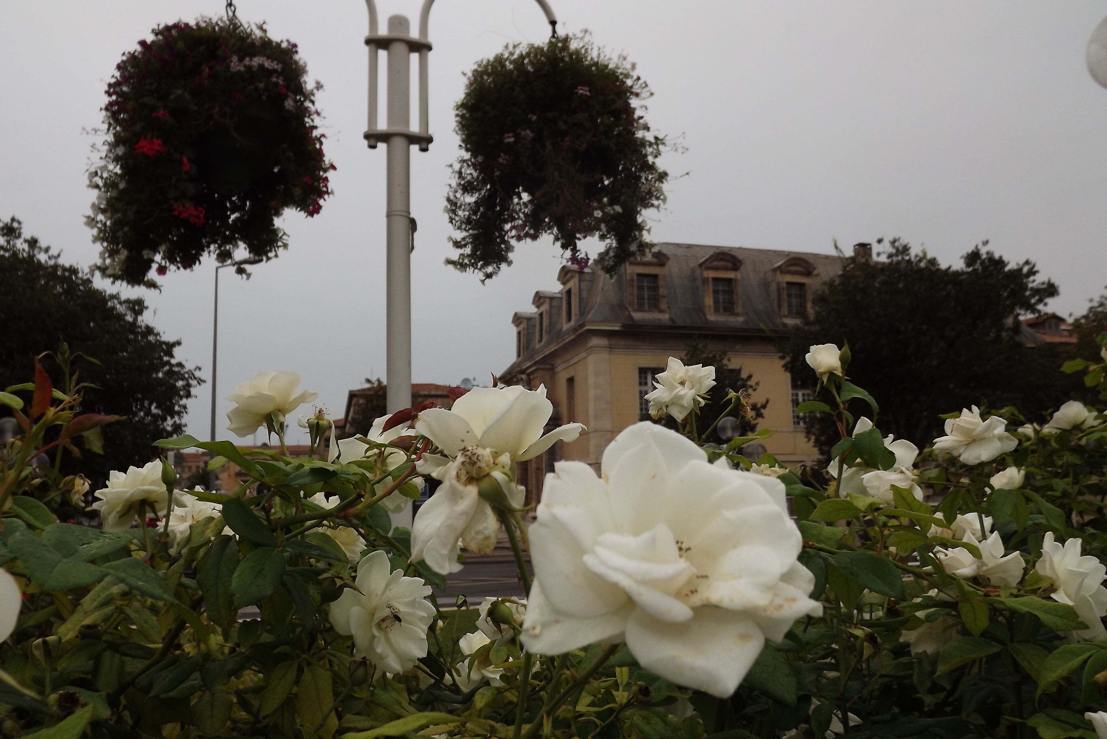 Bormes les Mimosas 2012