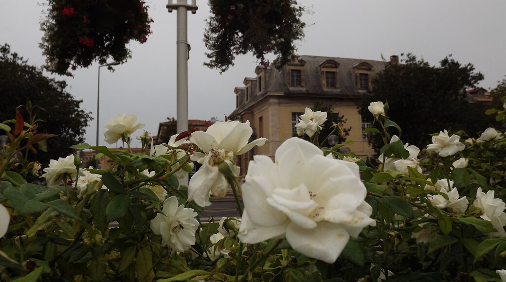 Bormes les Mimosas 2012