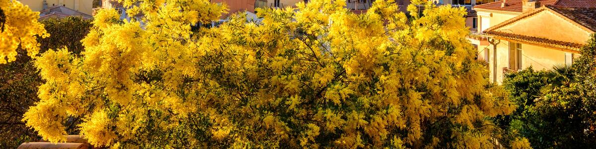 Panoramic view on the village of Bormes les Mimosas, Provence, France in the winter. Trees of mimosa in the foreground., Shutterstock ID 1013126686, Purchase Order: -