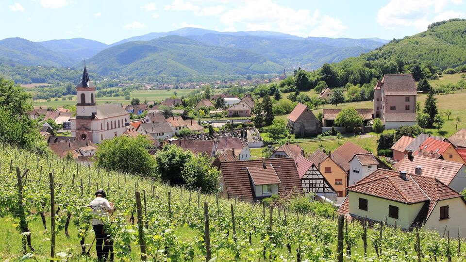 A vineyard with rows of grapevines, a church with a steeple, and a village with traditional houses.