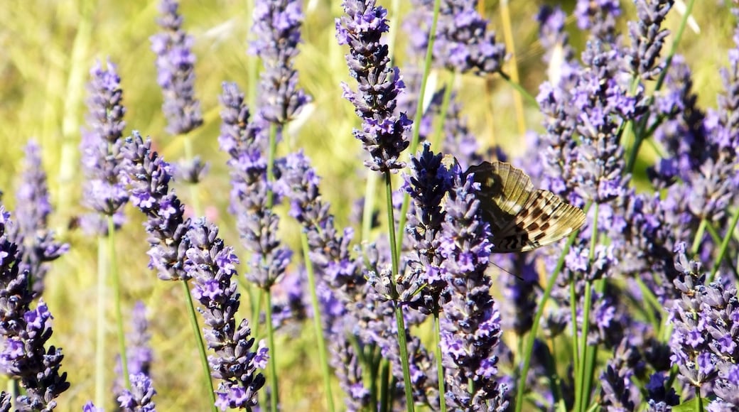 A village perche in the south of France - known for its wine