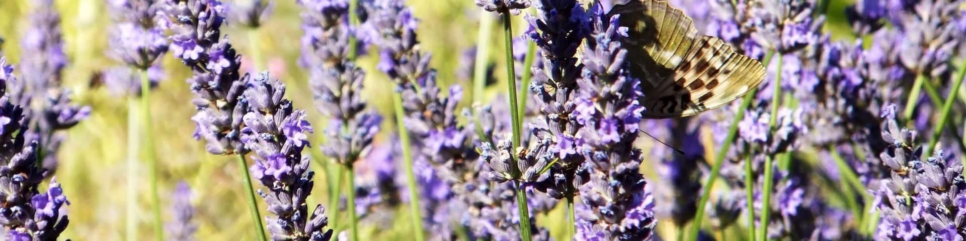 A village perche in the south of France - known for its wine