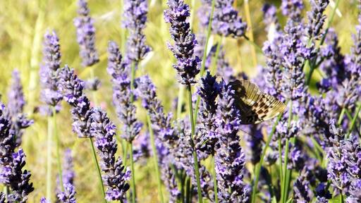 A village perche in the south of France - known for its wine