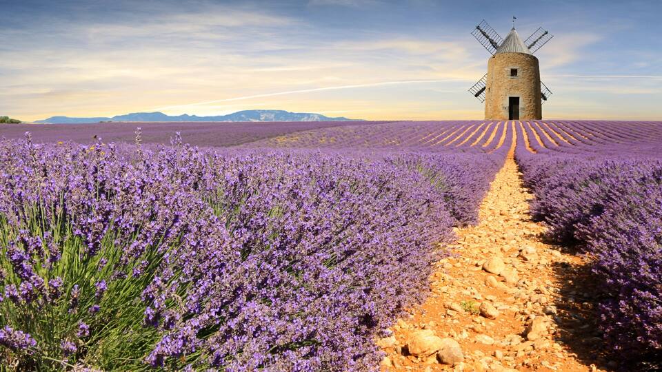 A lavender field with a windmill in the distance.