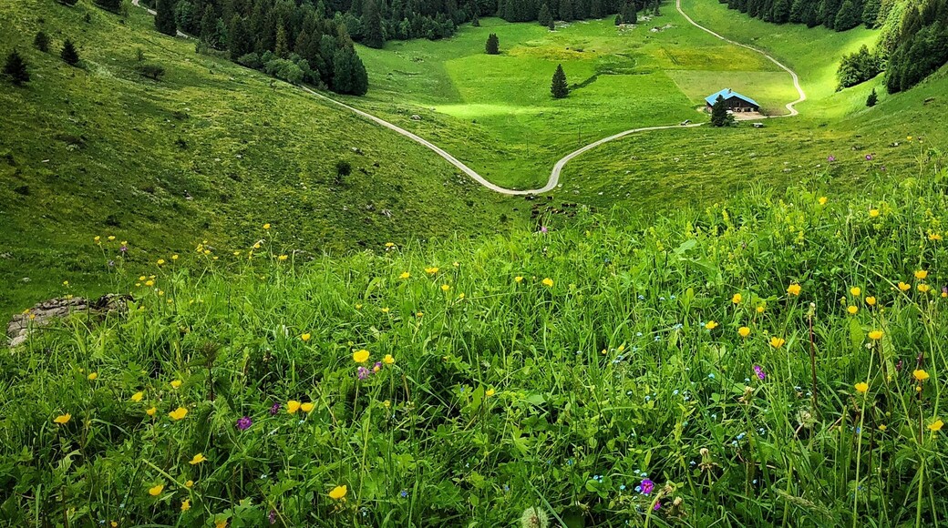 #Trovember —The intense green of early summer in the French Alps—a balm for the eyes, especially when you live in Arizona... The trails near La Clusaz are a hiker’s dreams, with chalets, goats, and forever views...