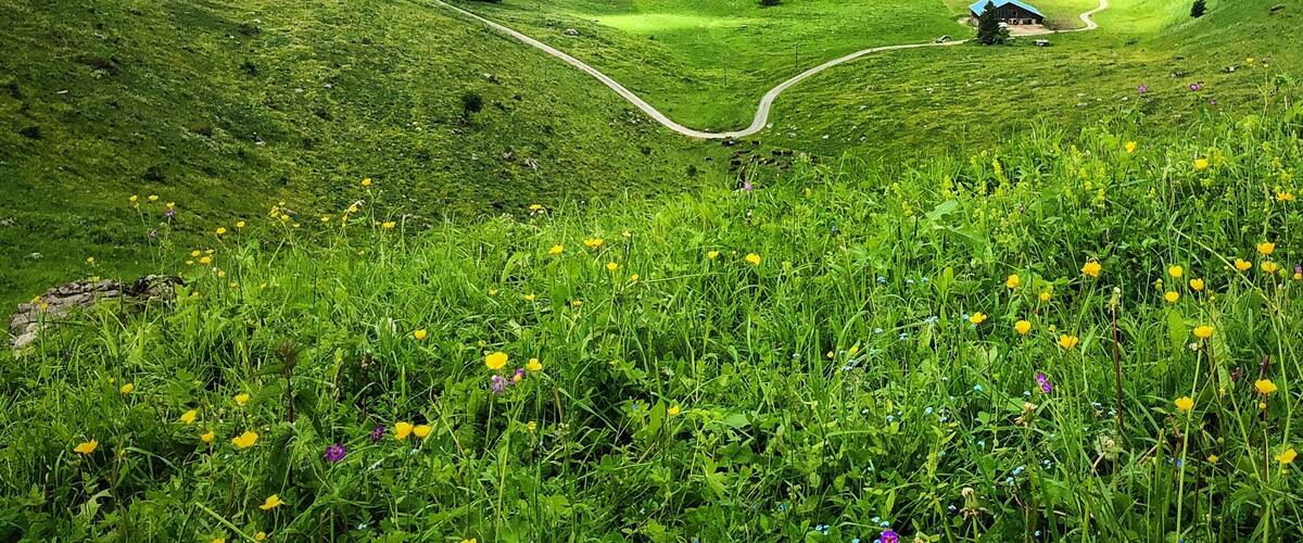 #Trovember —The intense green of early summer in the French Alps—a balm for the eyes, especially when you live in Arizona... The trails near La Clusaz are a hiker’s dreams, with chalets, goats, and forever views...