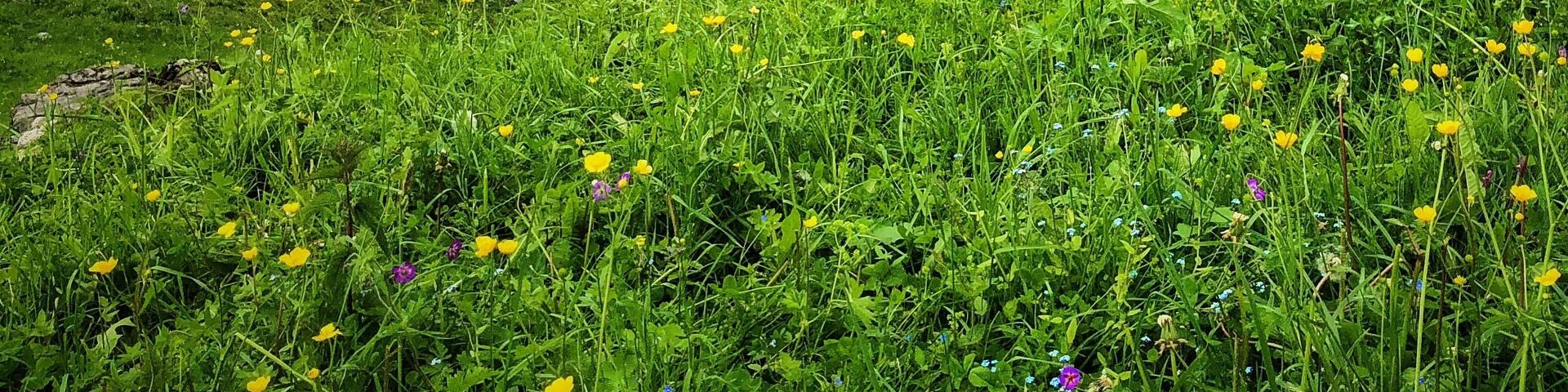 Un paisaje montañoso con un camino serpenteante, campos verdes y árboles dispersos.