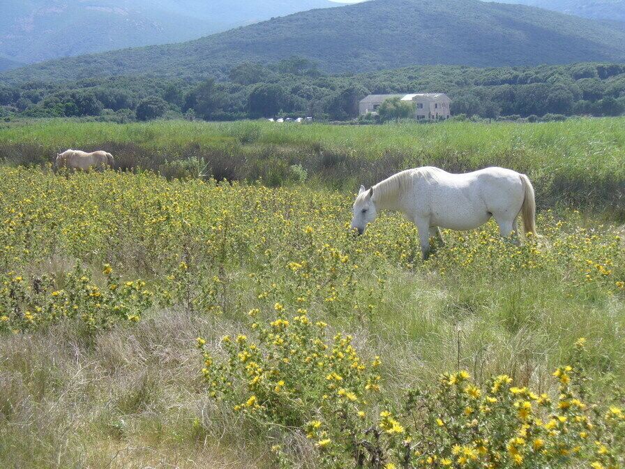 Cap Corse - Macinaggio--on the Promende a cheval--horse