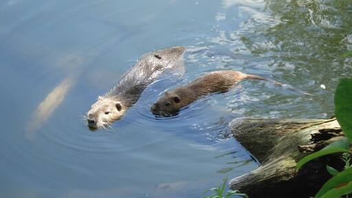 Ragondins a Strasbourg