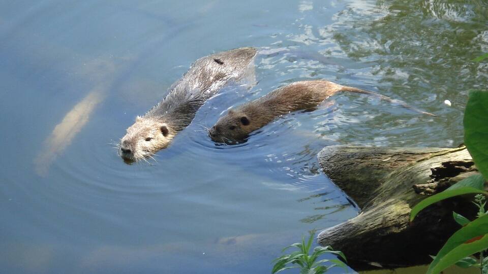 Two otters swimming in a body of water with a log and some greenery around.
