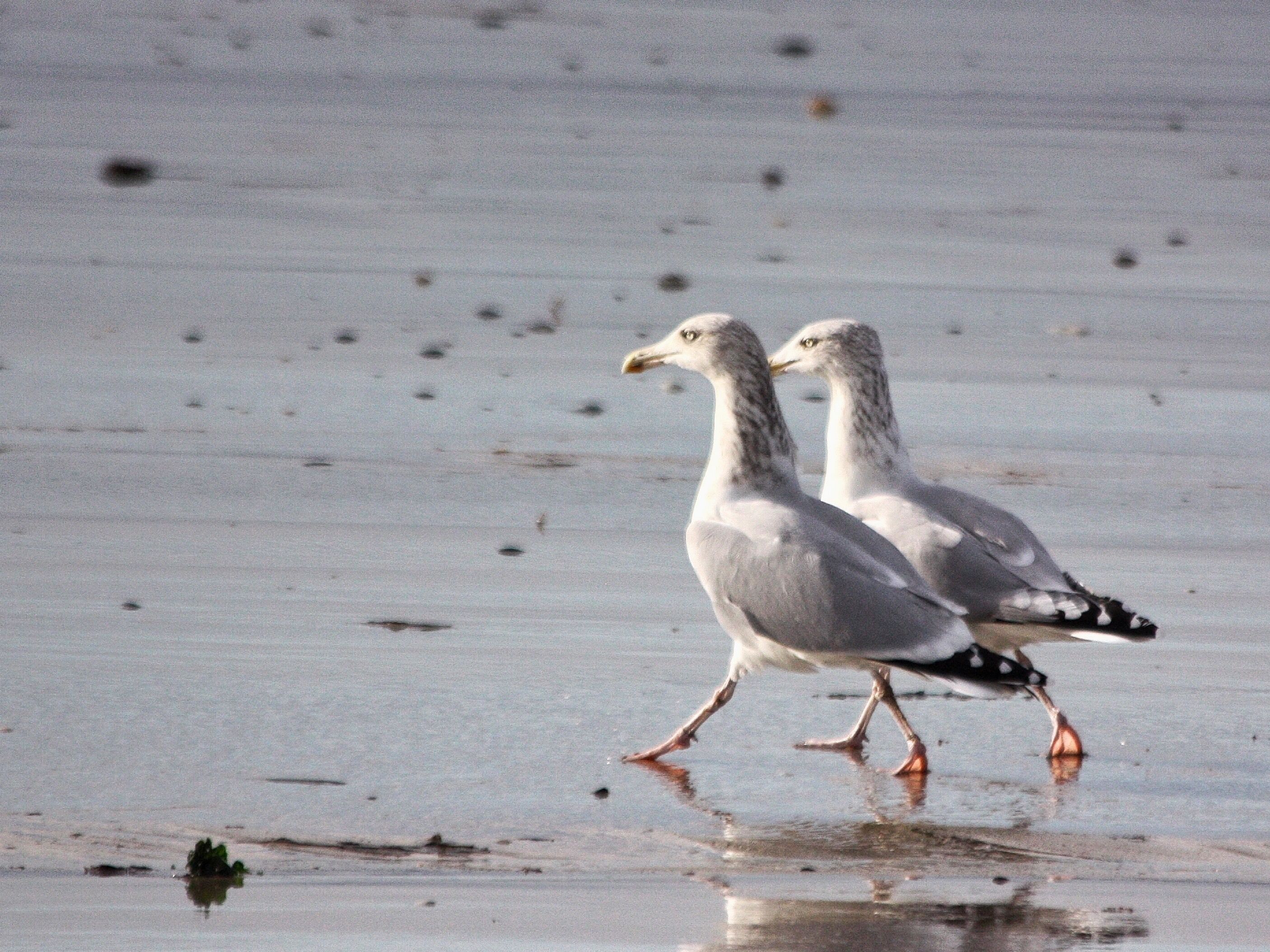 Seagulls on the beach.