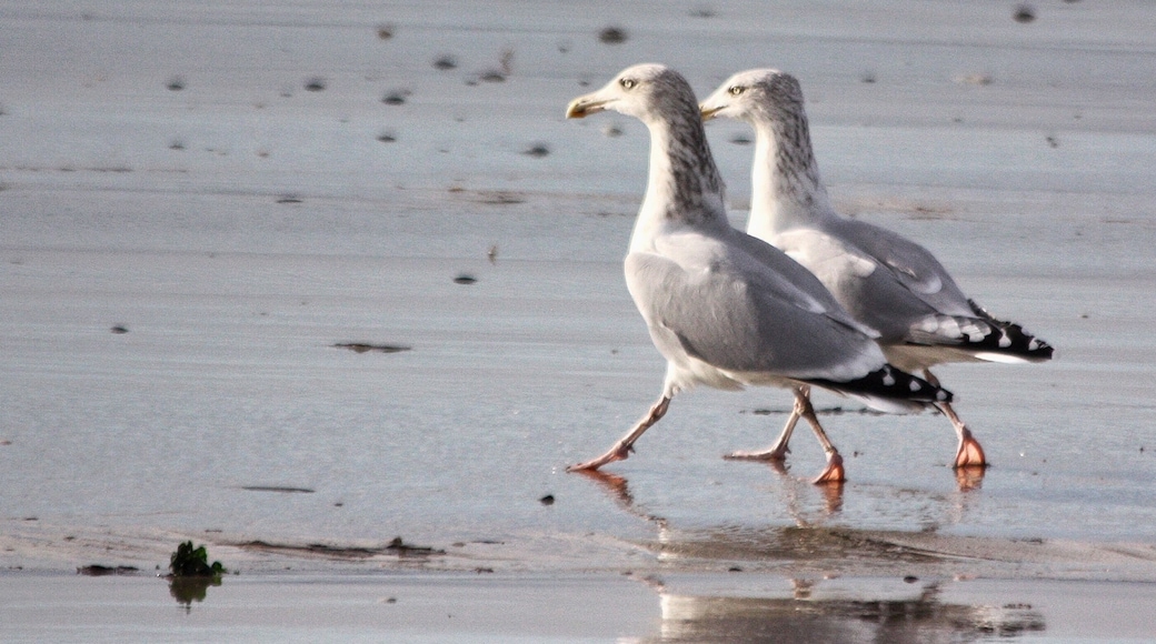 Seagulls on the beach.