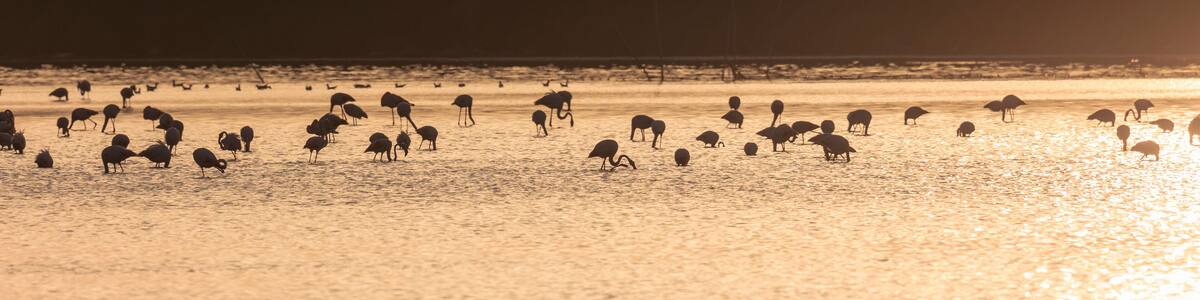 A flock of flamingos at sunset in golden light in the water of the Etang de Perols near Montpellier