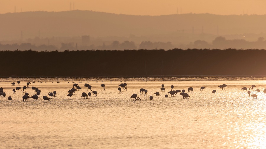 A flock of flamingos at sunset in golden light in the water of the Etang de Perols near Montpellier