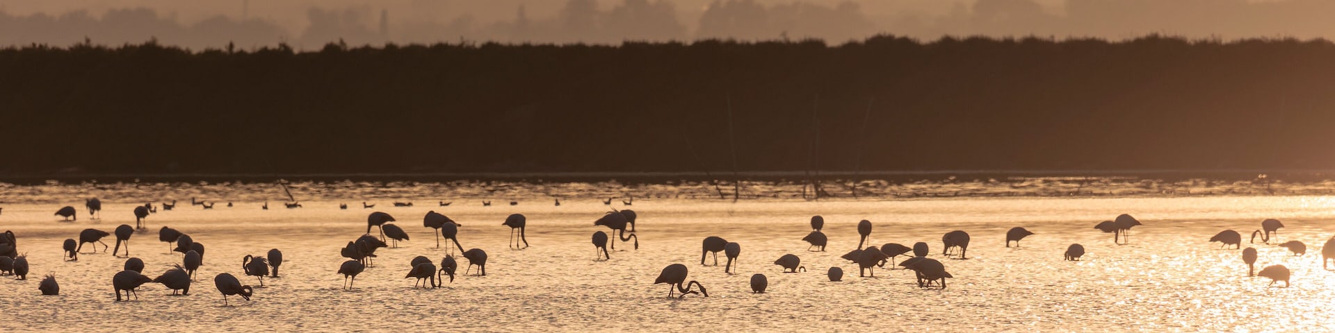 A flock of flamingos at sunset in golden light in the water of the Etang de Perols near Montpellier