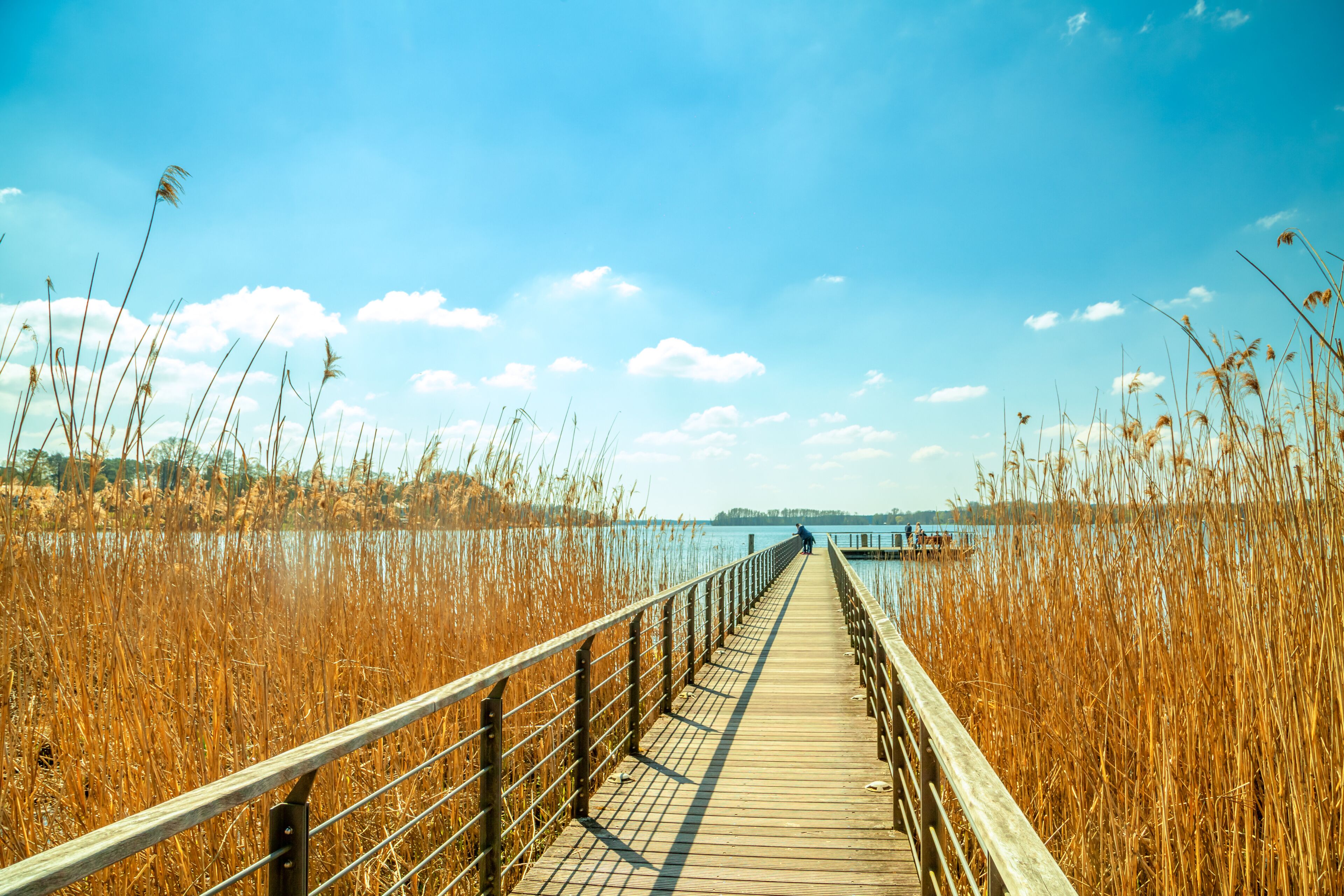 A wooden boardwalk leading to a dock over a body of water, surrounded by tall reeds.