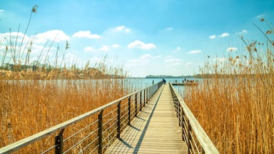 Pasarela de madera que conduce a un muelle sobre un cuerpo de agua, rodeada de altos carrizos.