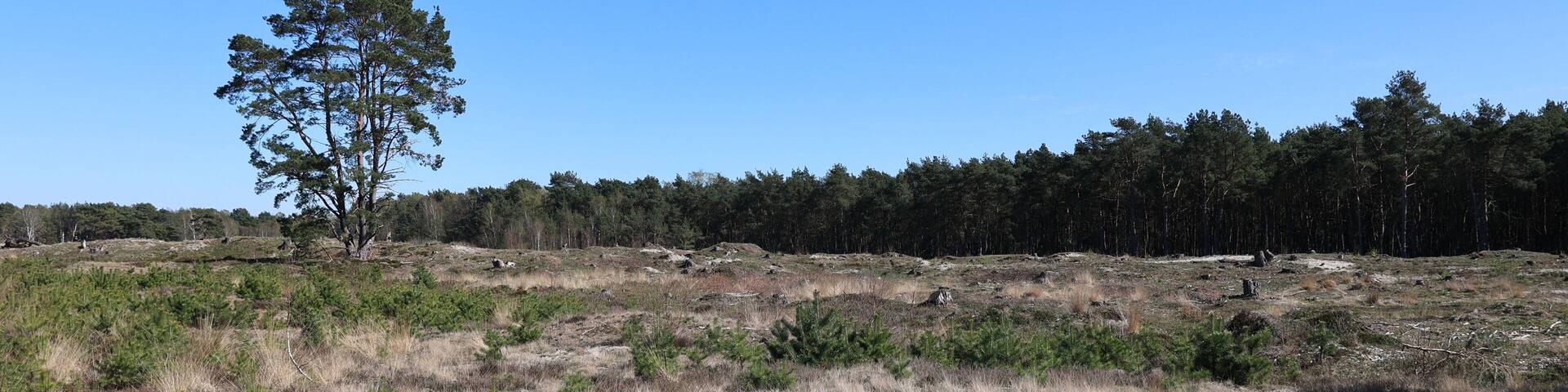 Blick auf die Heidefläche westlich der Thülsfelder Talsperre im Oldenburger Münsterland