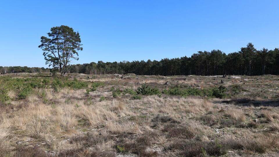Blick auf die Heidefläche westlich der Thülsfelder Talsperre im Oldenburger Münsterland