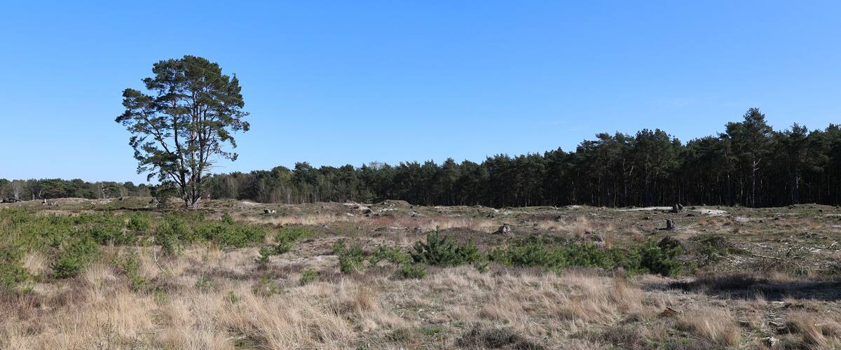A grassy field with a lone tree and a dense forest in the background.