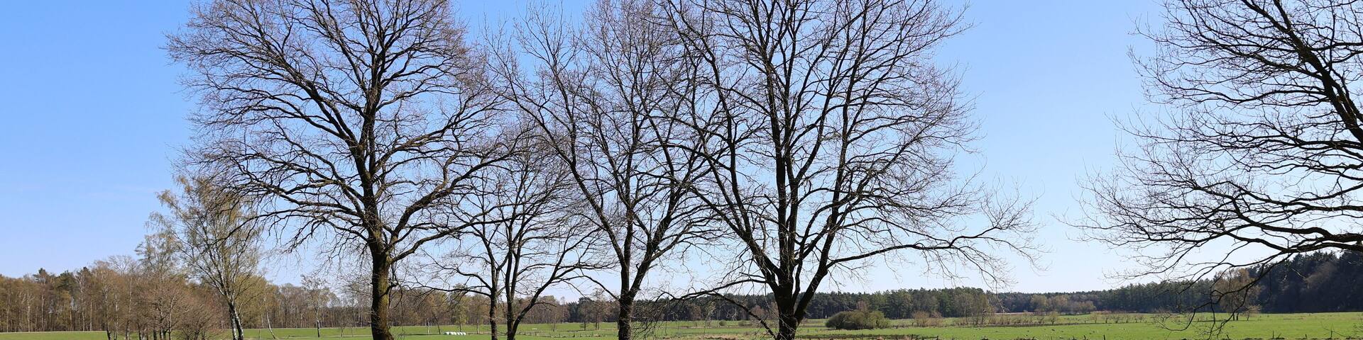 A rural landscape with a dirt path, leafless trees, and a green field.