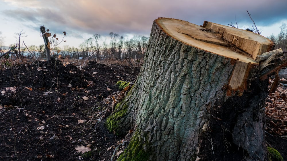 A large tree stump with a thick, textured bark and a flat top.