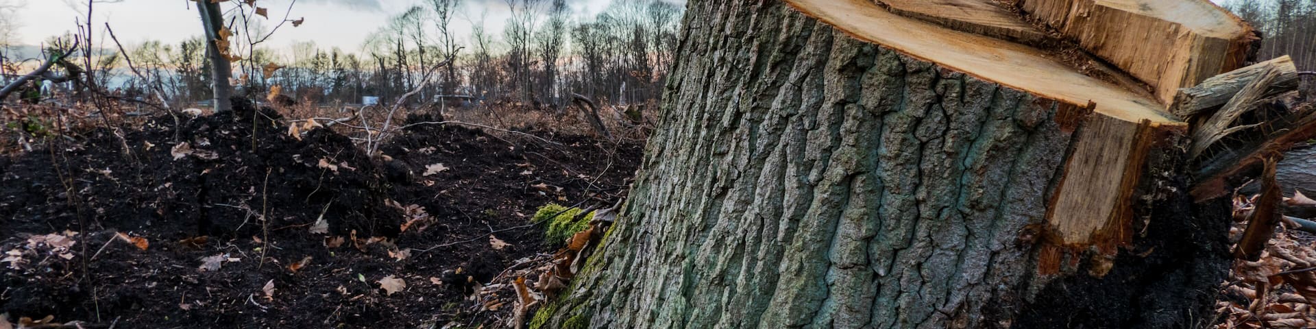 because of an unexpectedly thunderstorm, a large part of the forest had to be cut down ... told us the forester