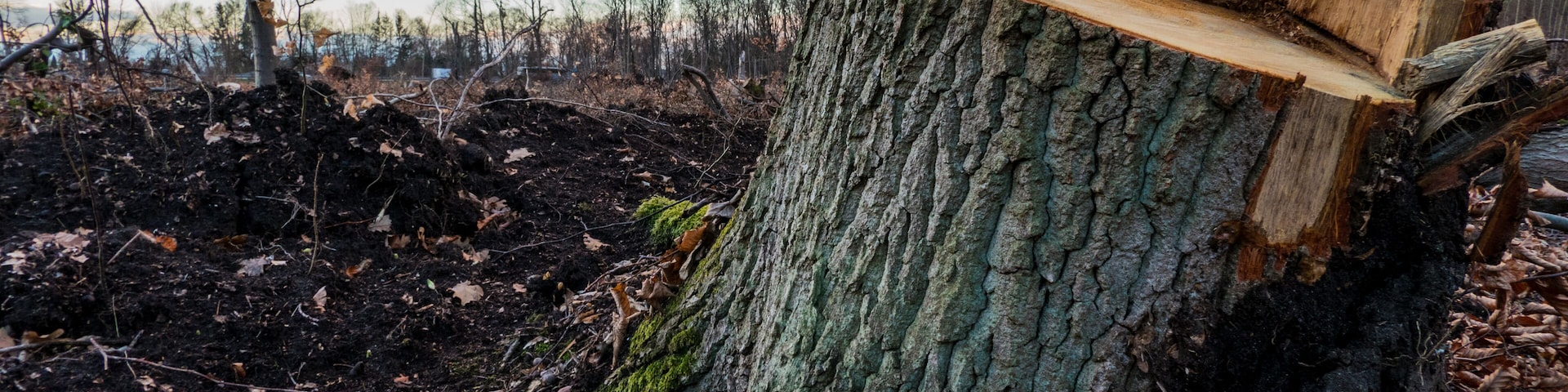 because of an unexpectedly thunderstorm, a large part of the forest had to be cut down ... told us the forester
