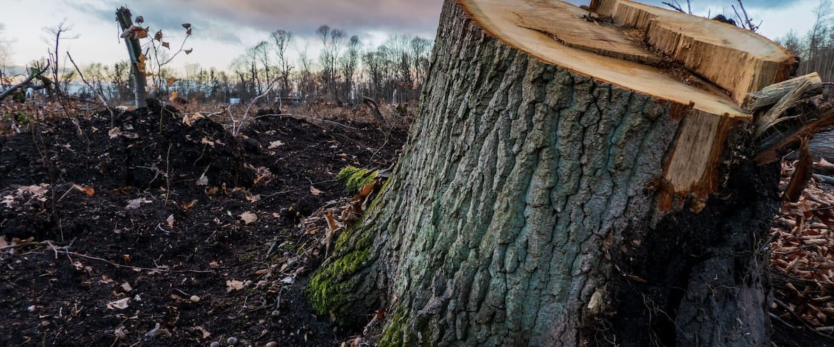 A large tree stump with a thick, textured bark and a flat top.