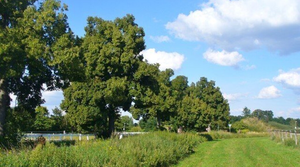 Neubeeren - Feldrand