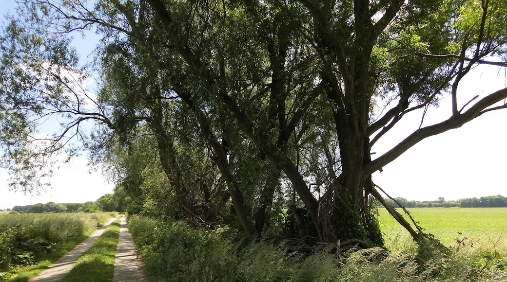 Weg durch die Diedersdorfer Heide