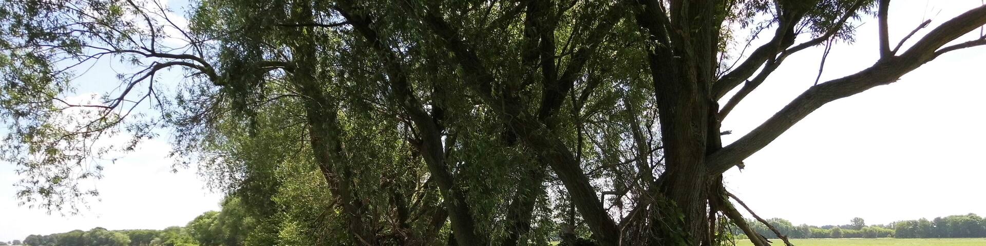 Weg durch die Diedersdorfer Heide