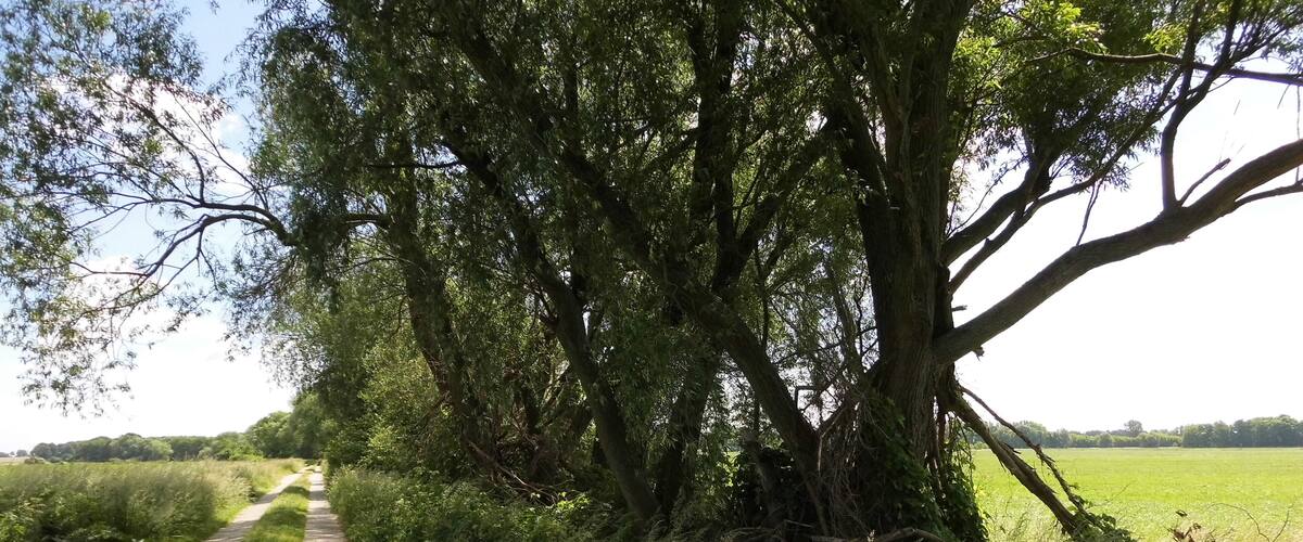 A narrow rural path flanked by dense trees and greenery.