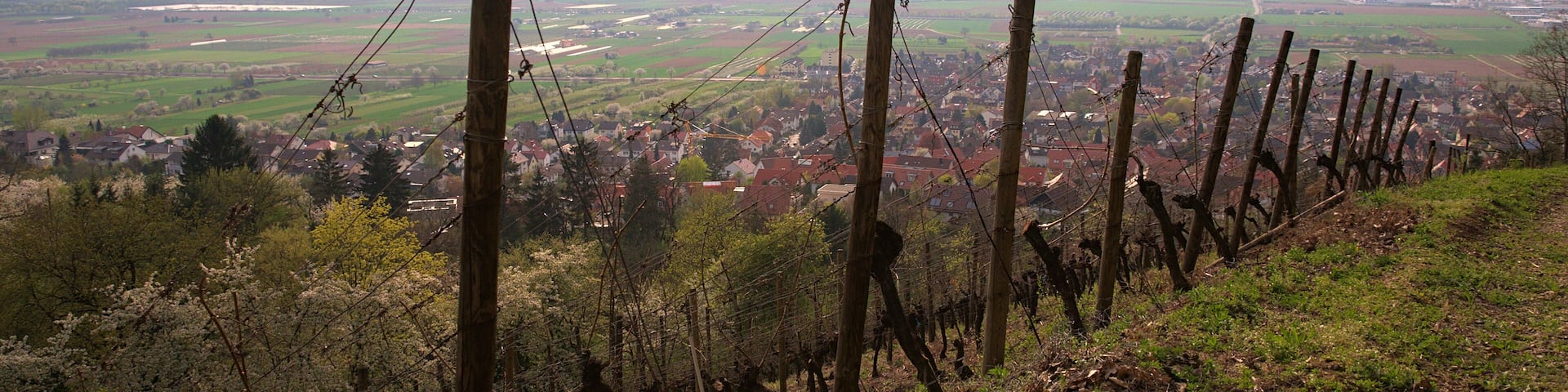 Die Weinberge von Hirschberg (Bergstraße, Odenwald) im Frühling