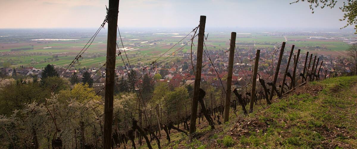 A vineyard with rows of grapevines and a distant view of a town.
