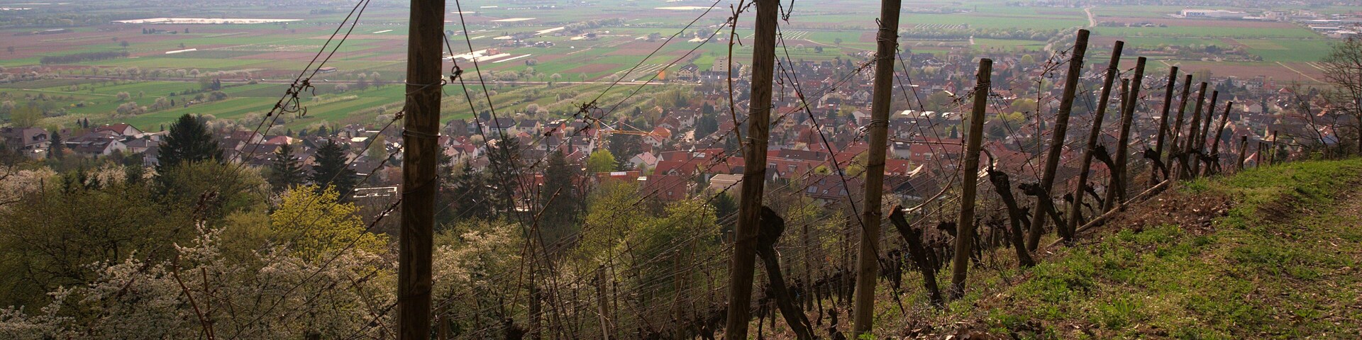 A vineyard with rows of grapevines and a distant view of a town.
