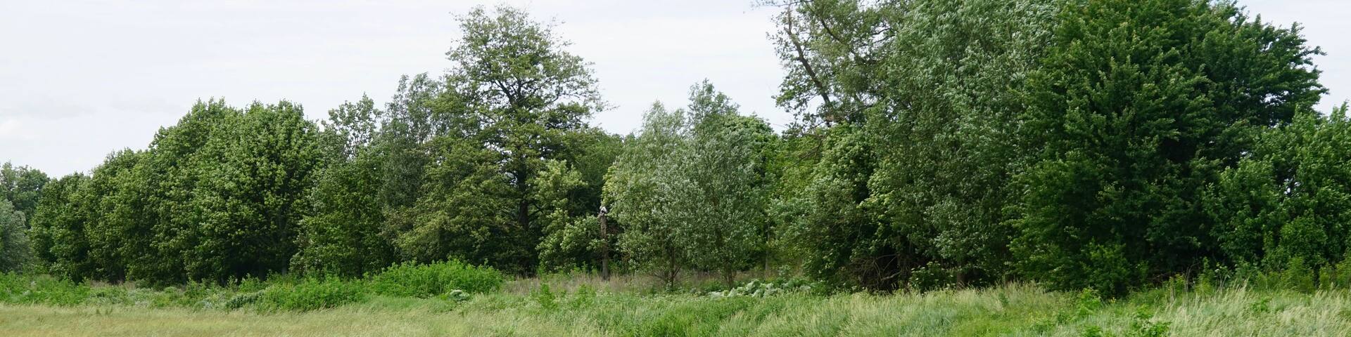A narrow water channel flanked by lush green grass and trees.