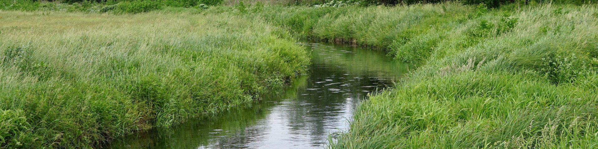 Un estrecho canal de agua bordeado por exuberante hierba verde y árboles.