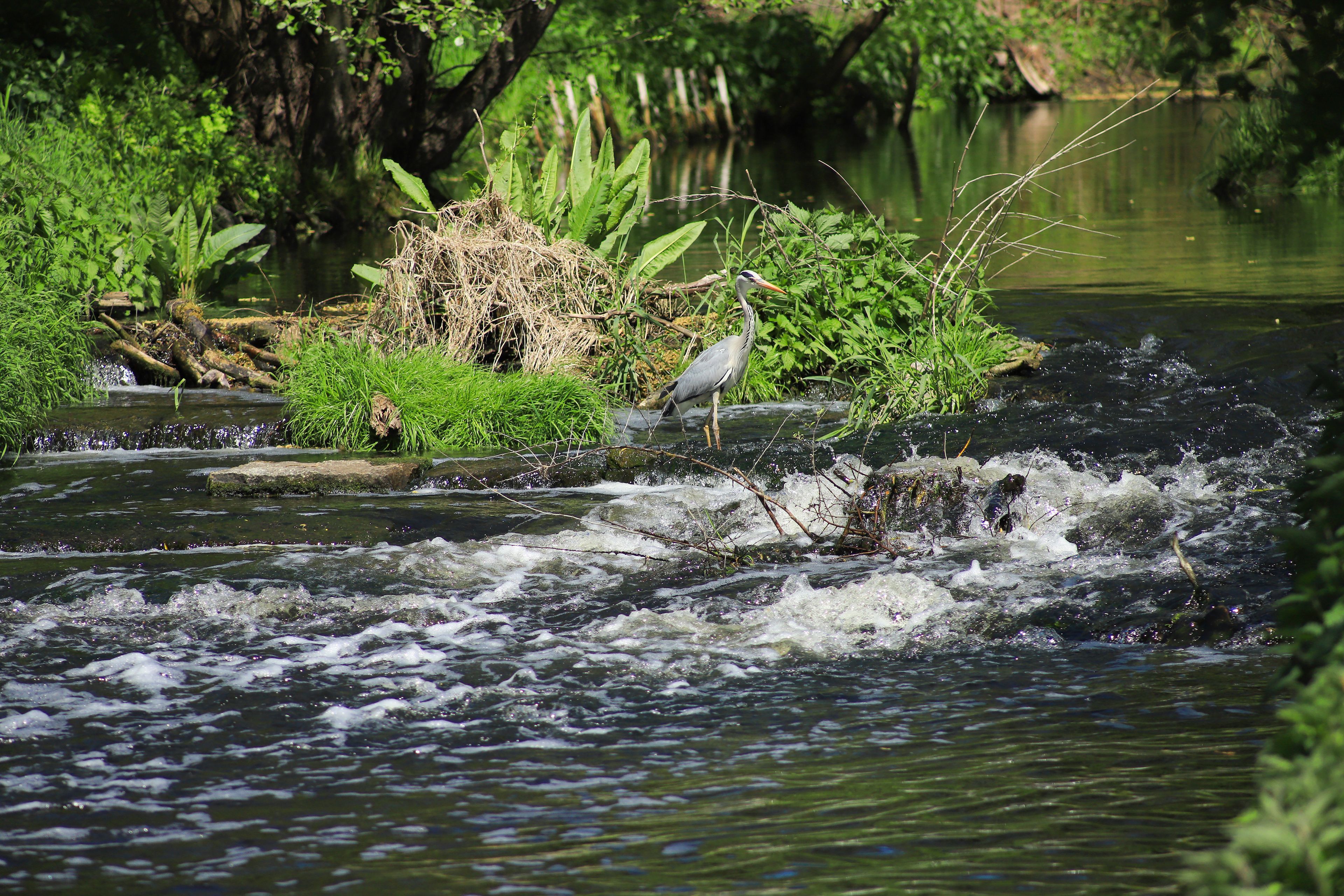 A river with a heron standing on a rock, surrounded by greenery and a calm water surface.