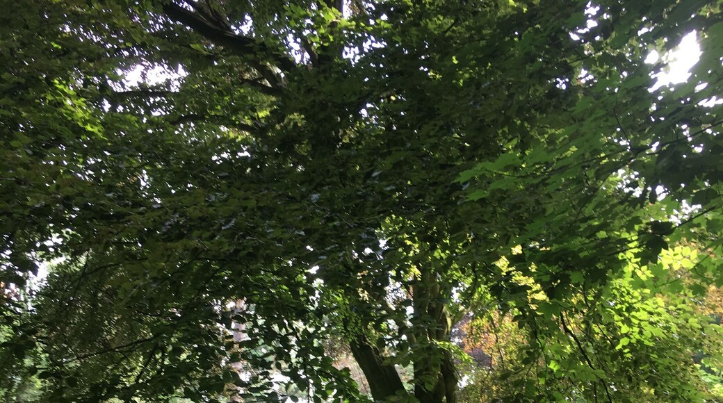 Meerane, In the City-Park