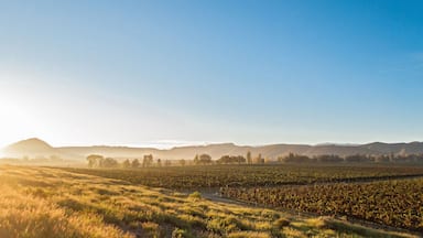Viñedo con hileras de vides bajo un cielo despejado.