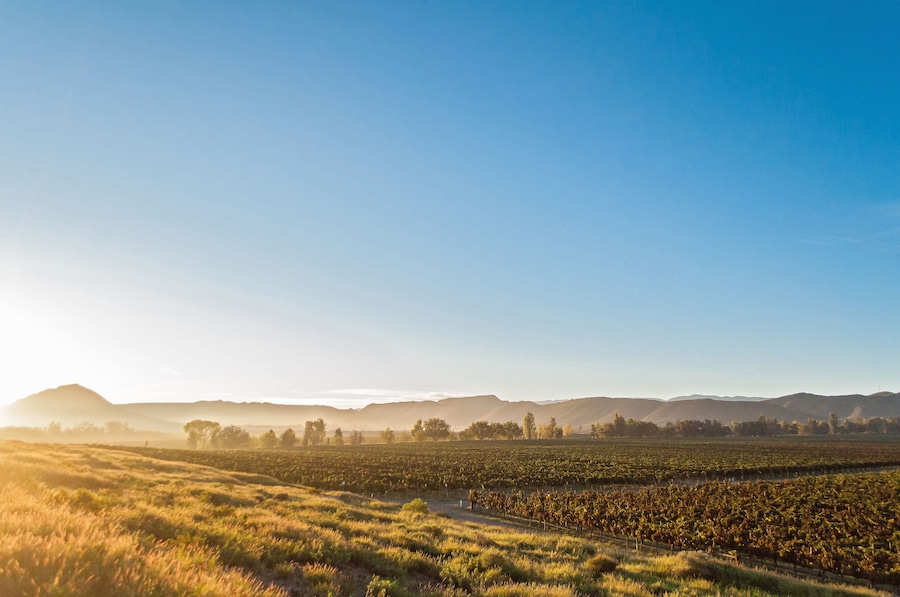 Sunrise at vineyard