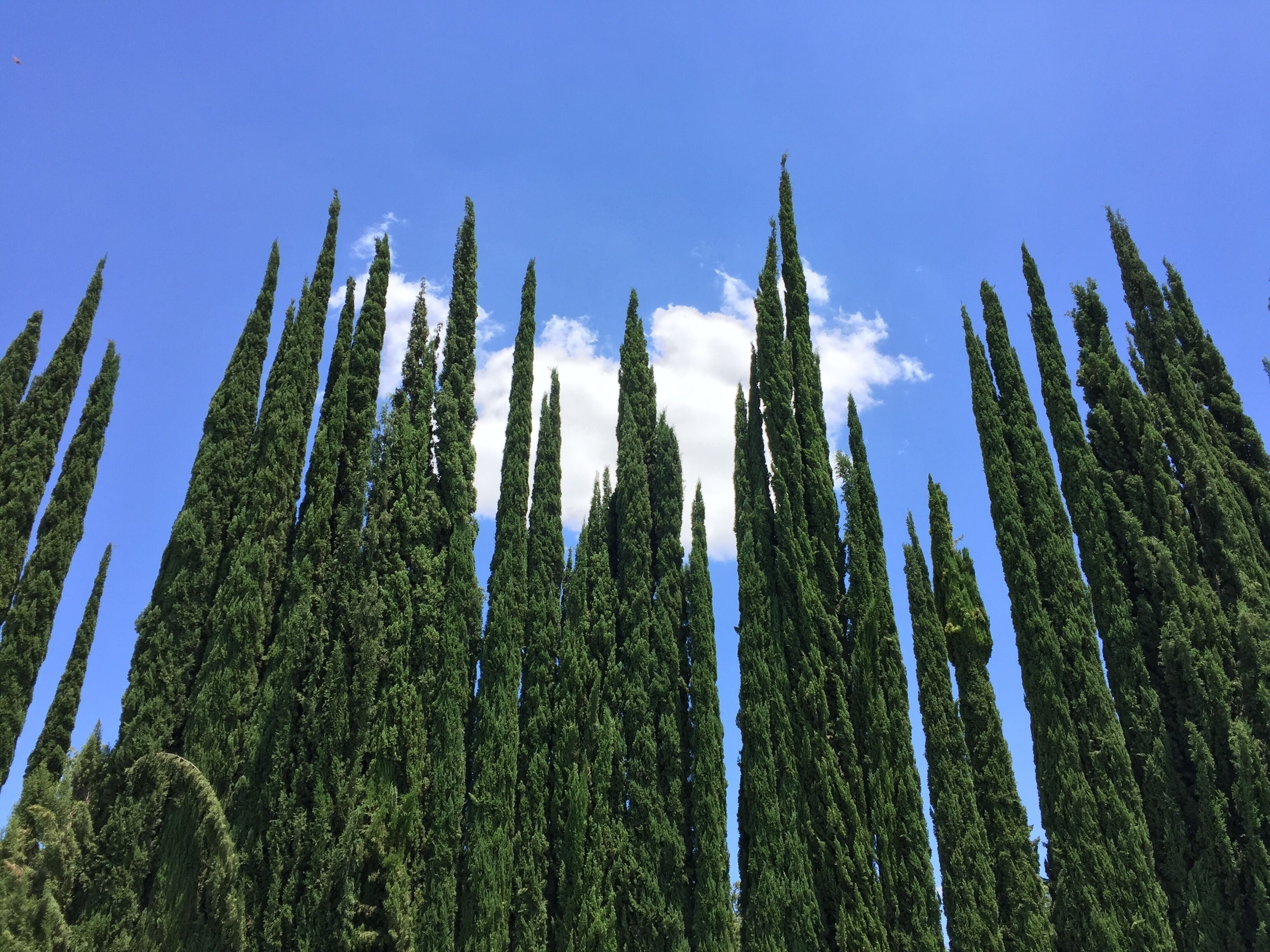 帕拉斯-德拉富恩特