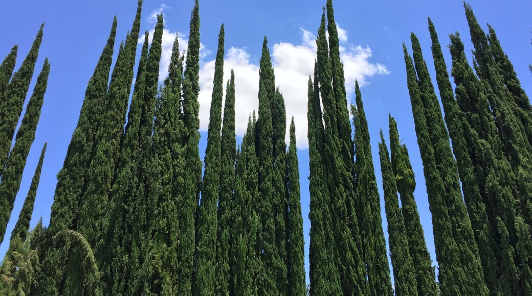 帕拉斯-德拉富恩特