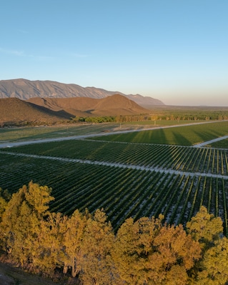 Aerial view of Casa Madero vineyard at sunrise with expansive fields and mountains, Parras, Mexico.