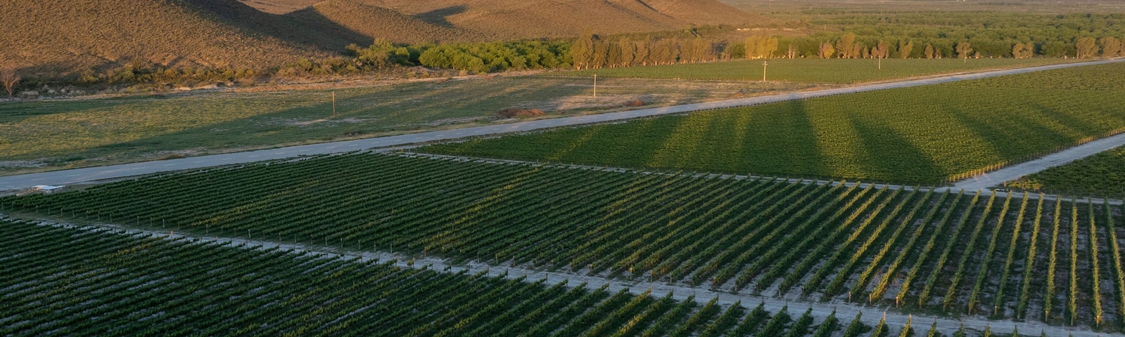 Aerial view of Casa Madero vineyard at sunrise with expansive fields and mountains, Parras, Mexico.